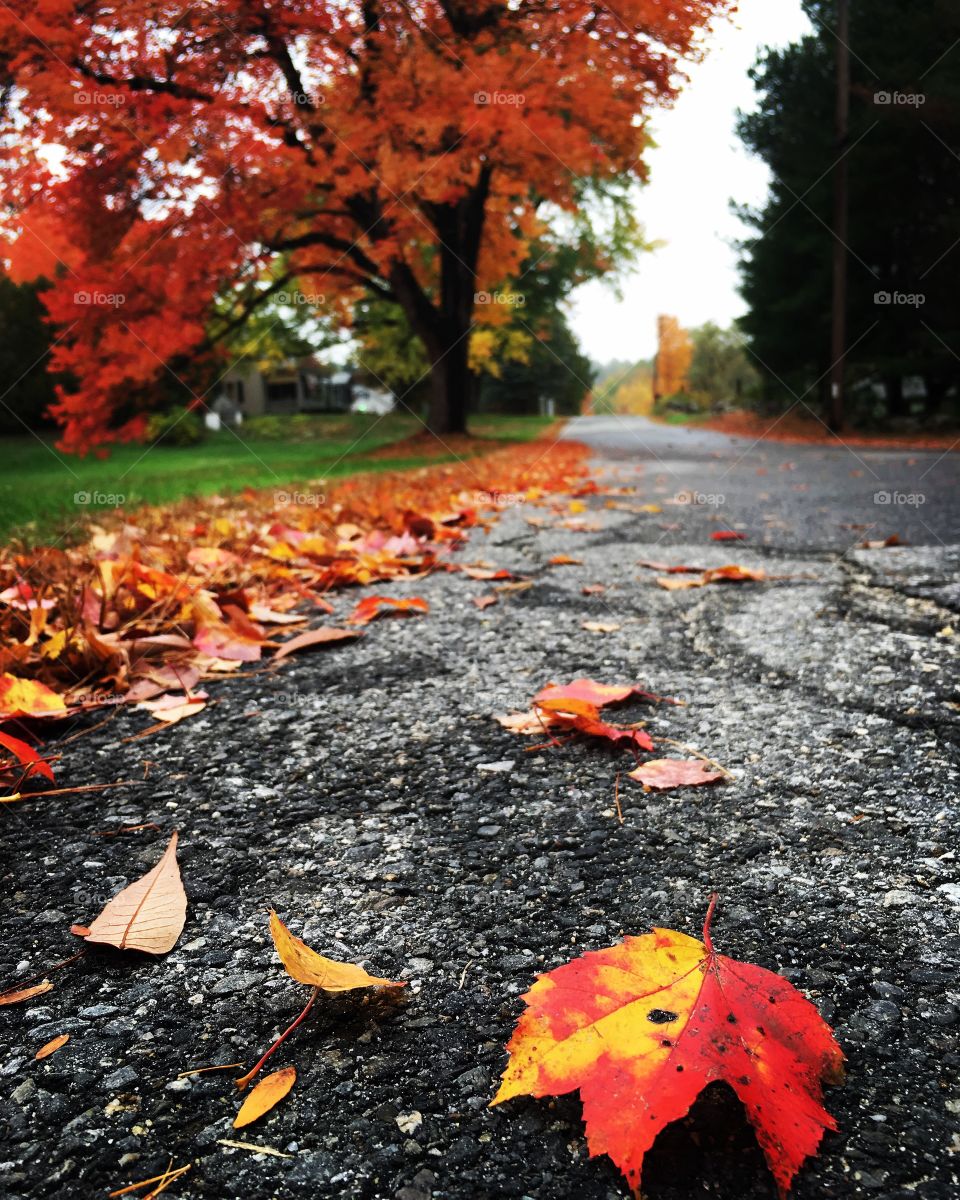 Leaf on the road and autumn