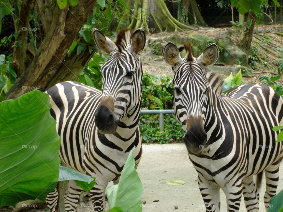 singapore italy zoo asia by devevo