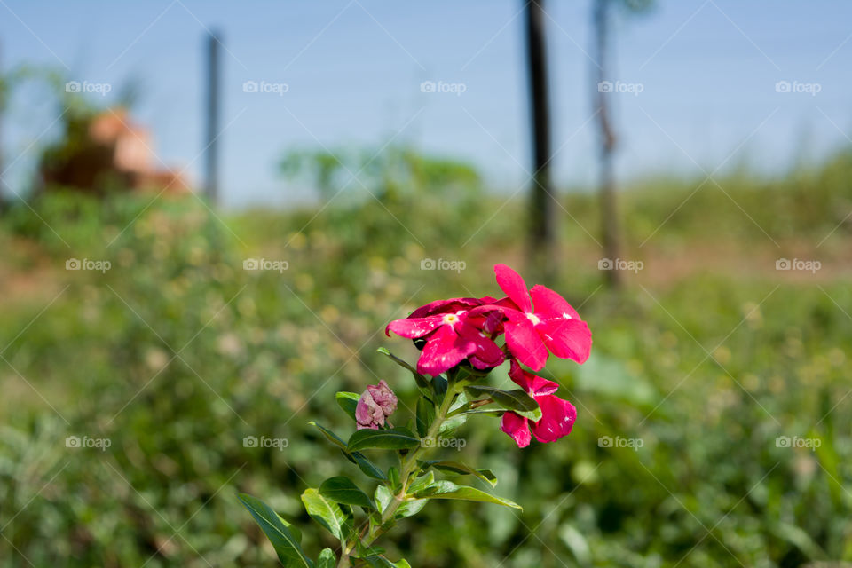 Red Flower in my garden