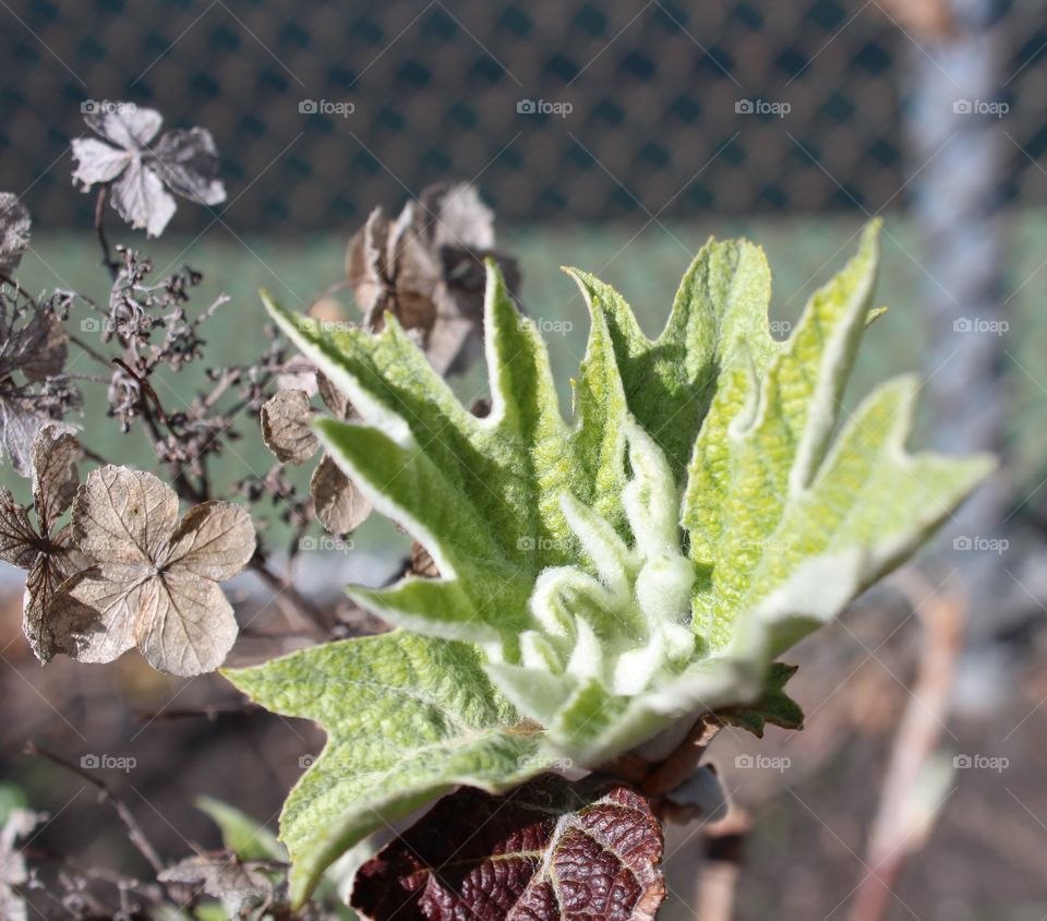 Green plant just budding in spring 