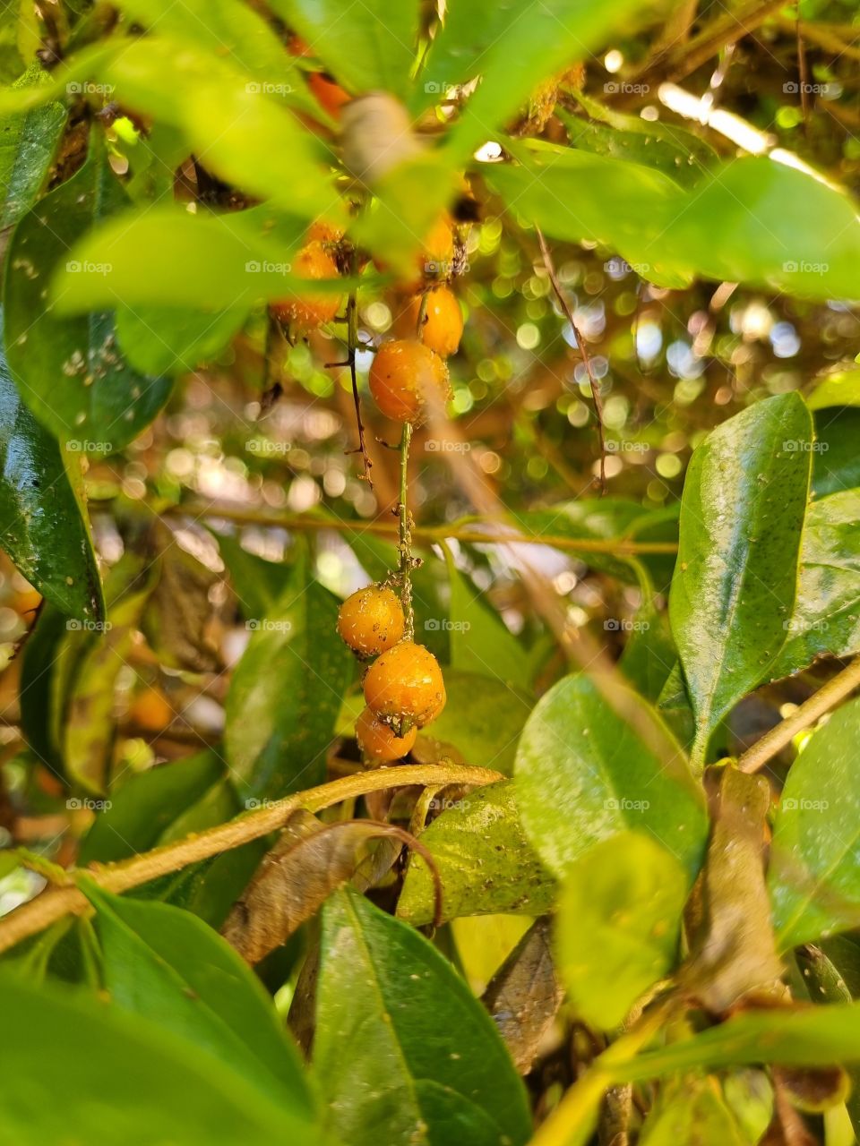 weird little buds hanging on a tree