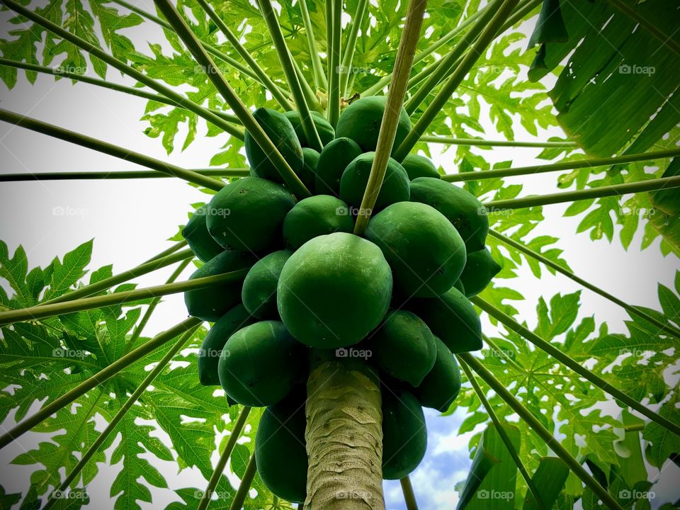 Papaya tree