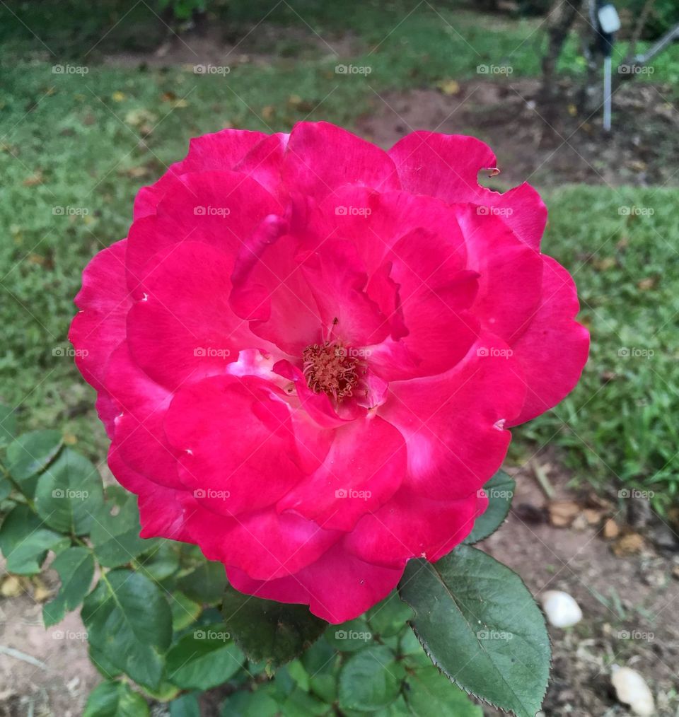 🌹 🇺🇸 Very beautiful flowers to brighten our day.  Live nature and its beauty. Did you like the delicate petals? / 🇧🇷 Flores muito bonitas para alegrar nosso dia. Viva a natureza e sua beleza. Gostaram das pétalas delicadas? 