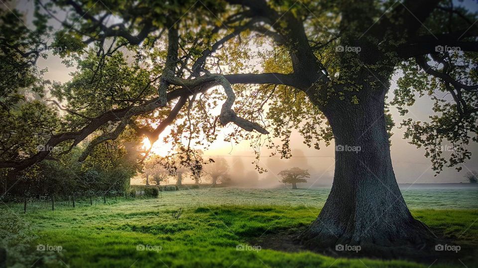 morning mist oak tree