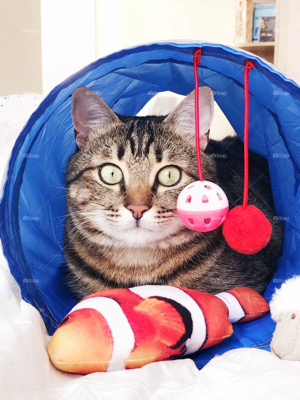 Cat with toys