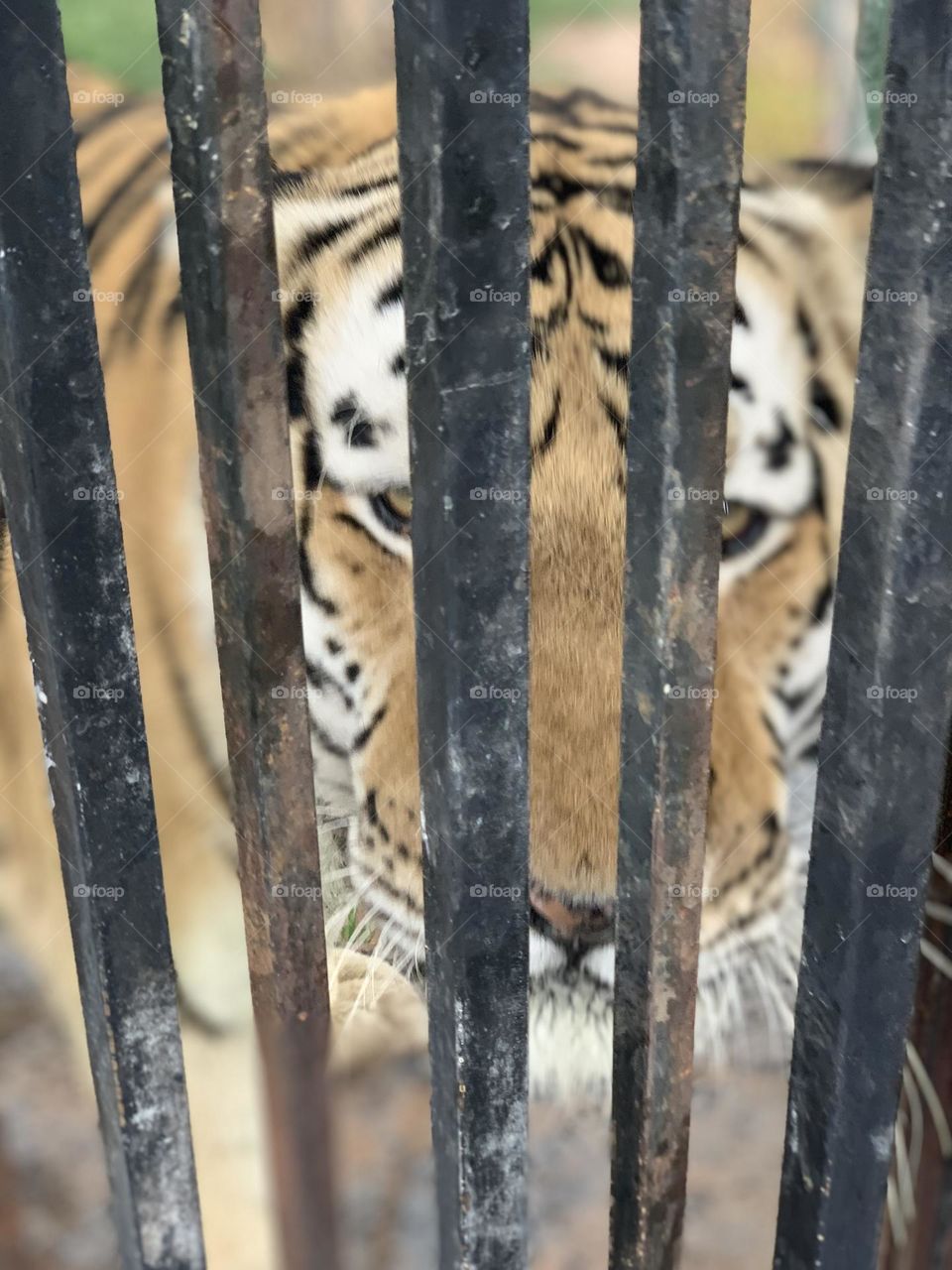 The difference between life and death. Without the iron bars, the tiger (rehabilitate here) would attack. Even with the bars, he still tries. I have so much respect for this wild animal