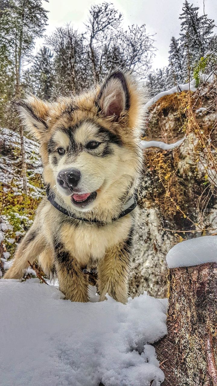 Little wolf in the snow