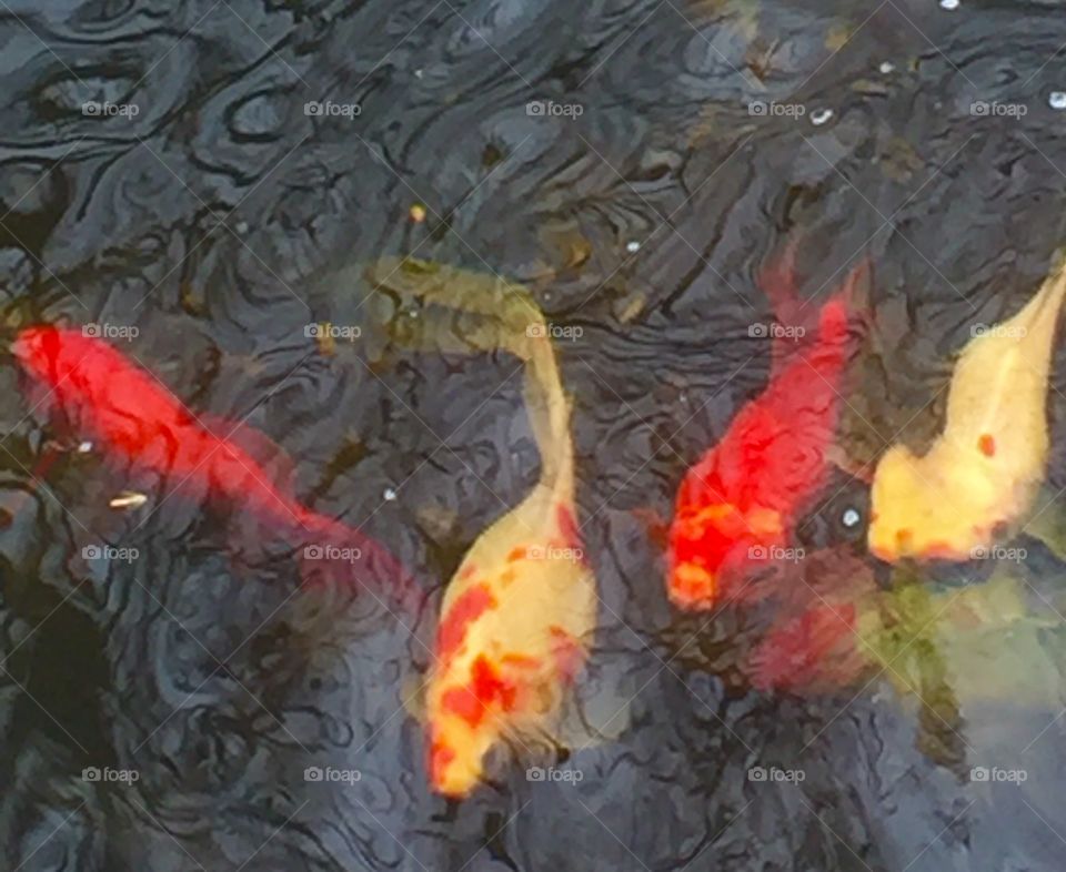 Koi