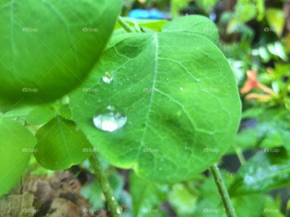 Rain drop on leaf