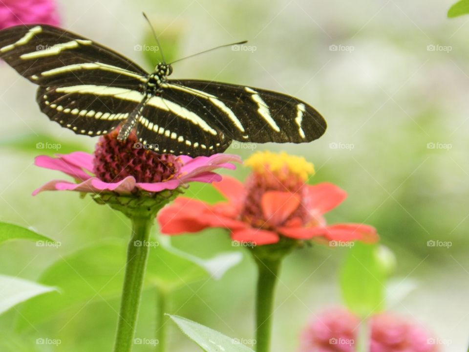 Butterfly on zinnia flower