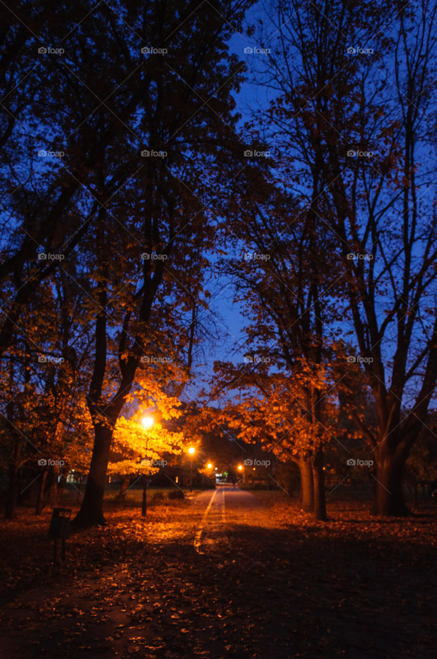 Night in the park