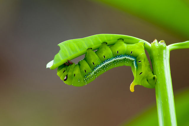 Green worm. Green worm eating my tree leaf, is my model.