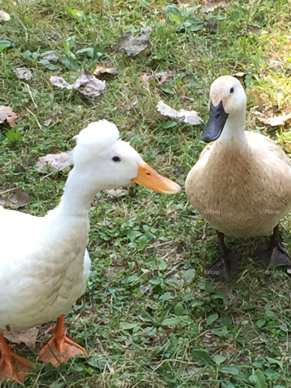 Two ducks in the grass.