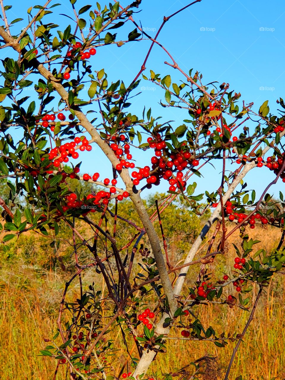 berries