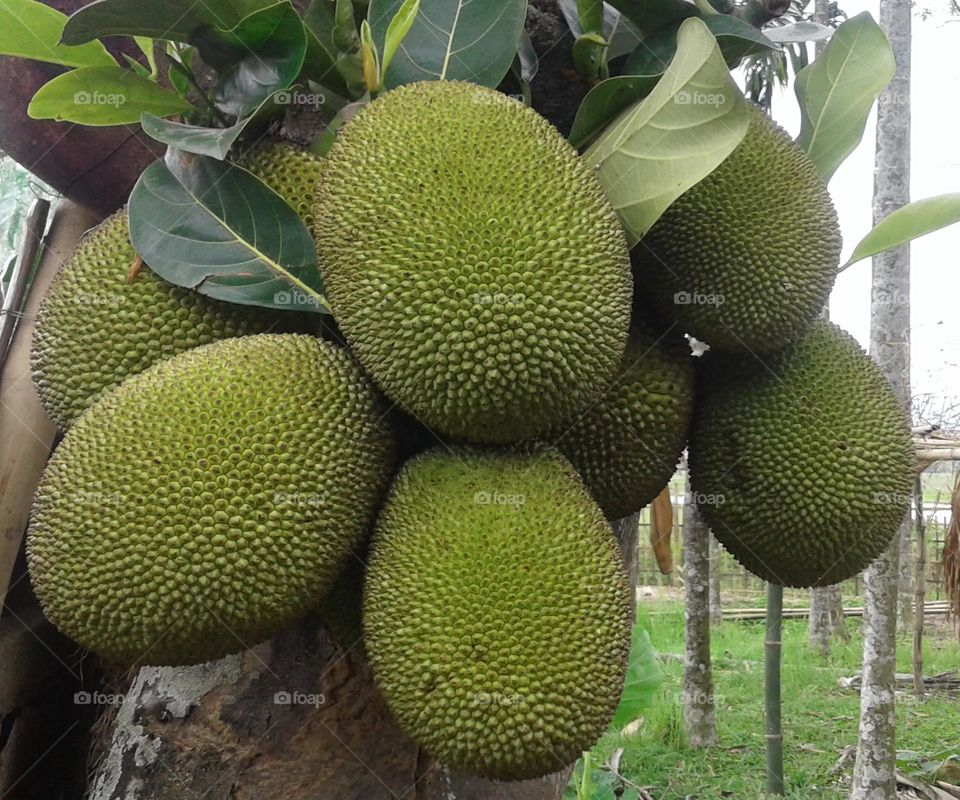 Jack Fruit on a jack fruit tree