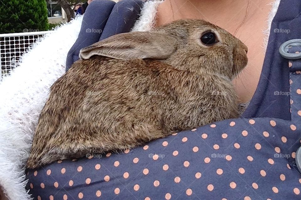 Brown baby rabbit