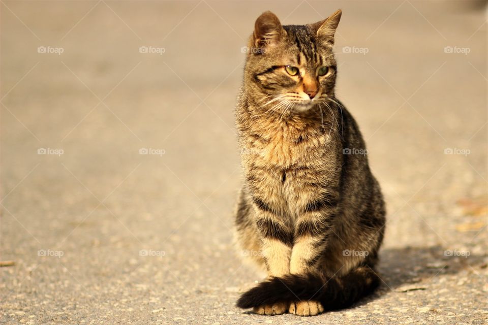 Street Cat portrait