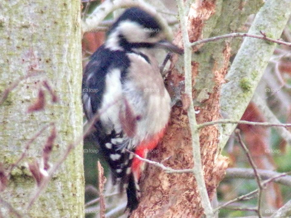 Buntspecht auf Nahrungssuche