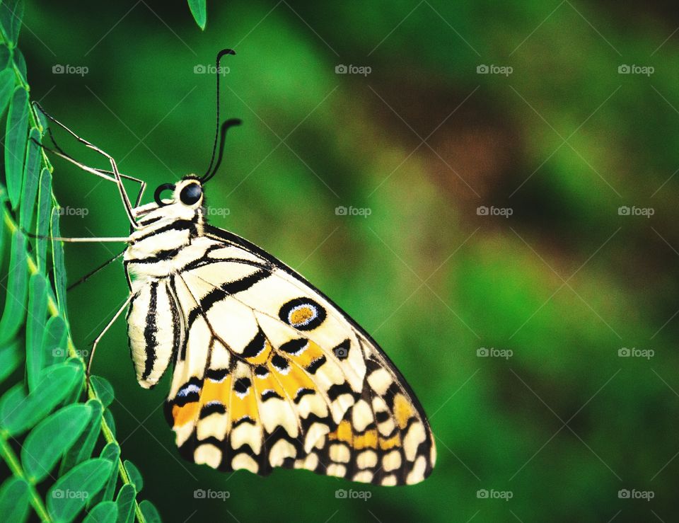 butterfly macrophoto