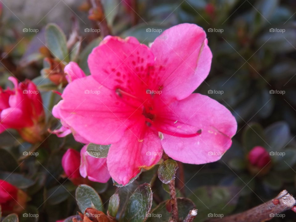 Pink flower fully opened in spring and photo is close up to get all the details. 