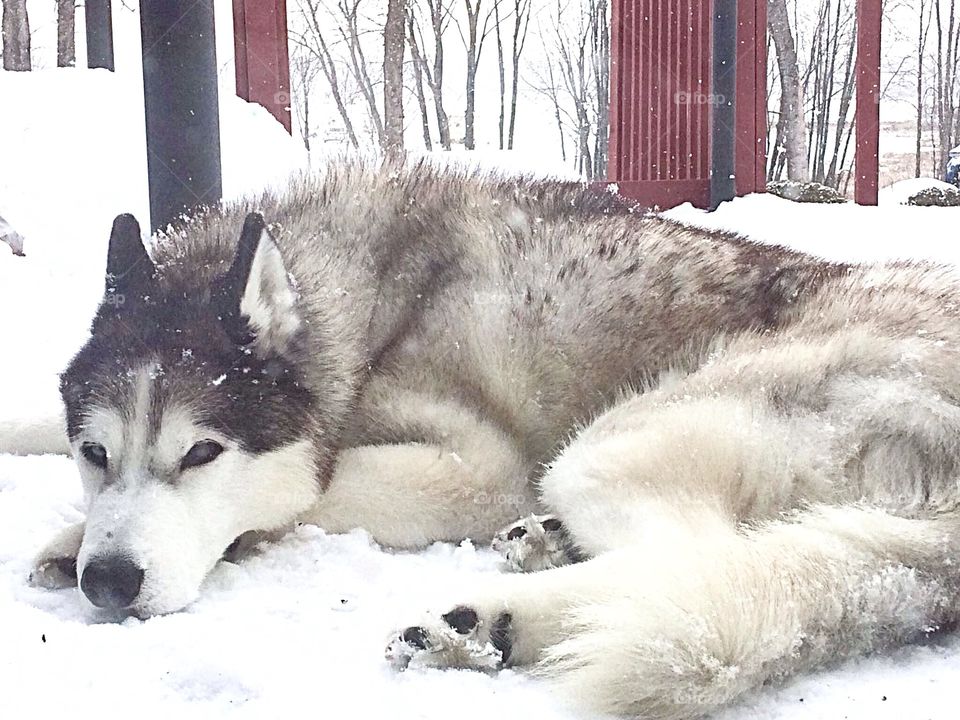 Incredible Husky Dogs