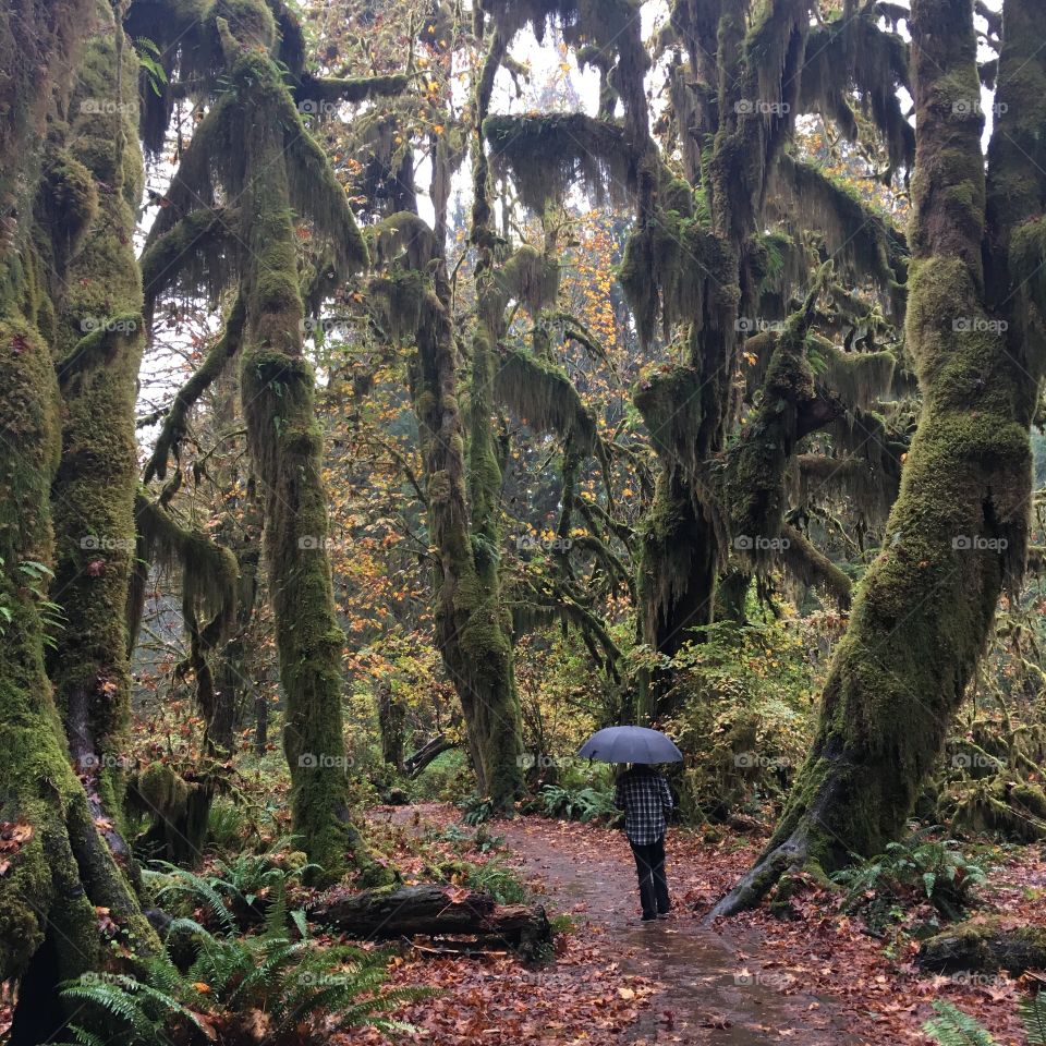 Hiking in the rain II