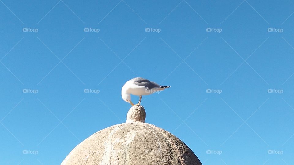 yoga and silent moment with seagull.