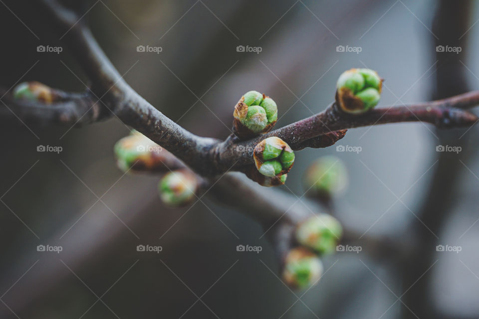 Spring tree buds