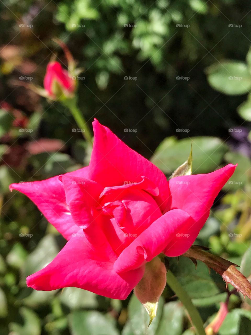 Cranberry knockout Roses 🌹