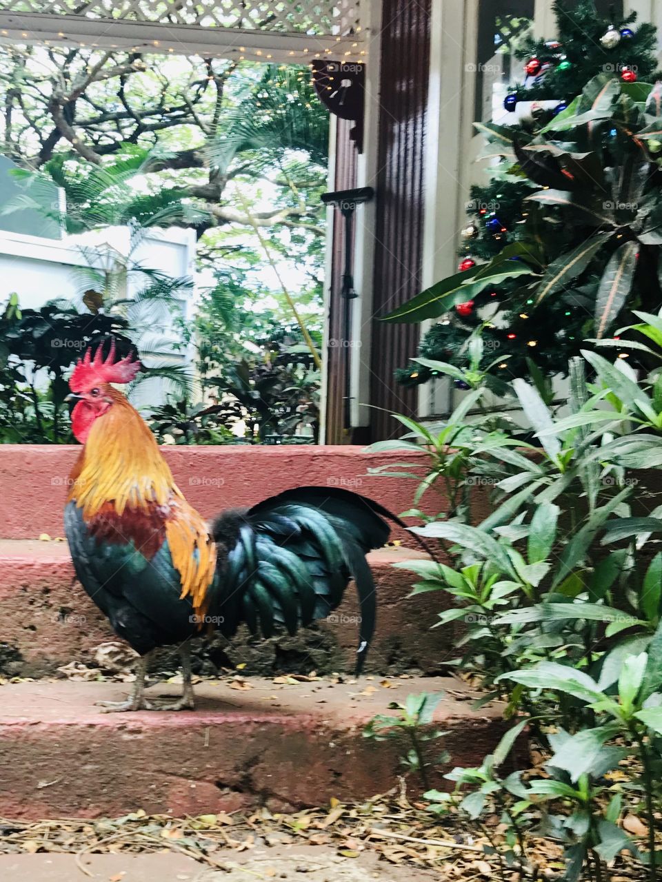 Colorful Rooster 