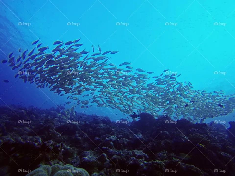 Dive