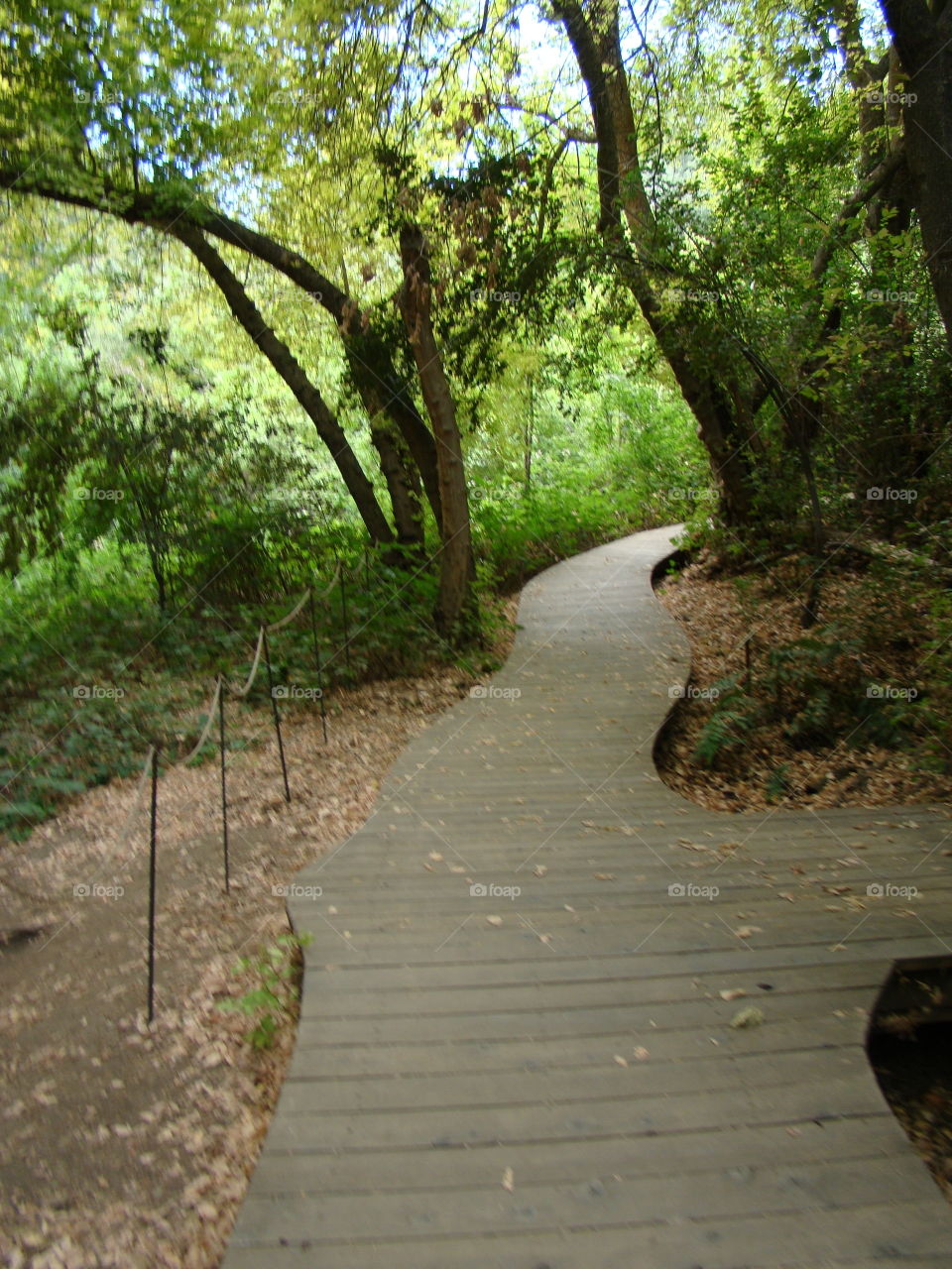 Path