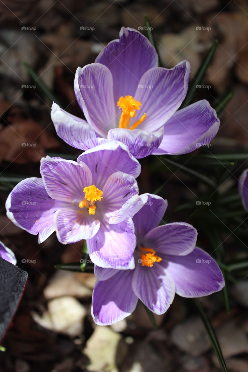 Spring has spring!. Springtime garden on bloom!