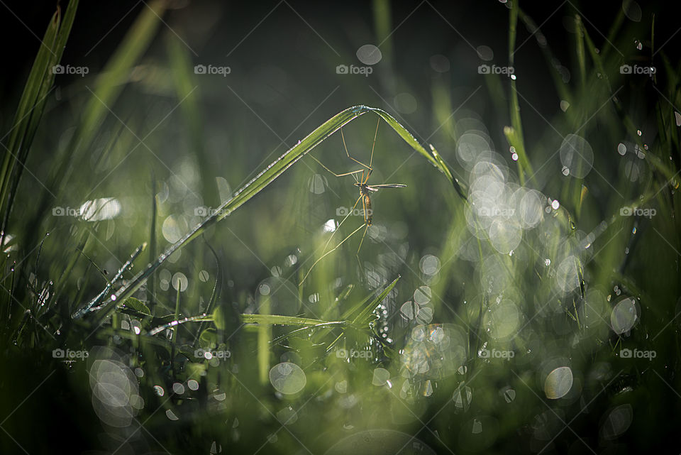 Insect hanging on grass stalk