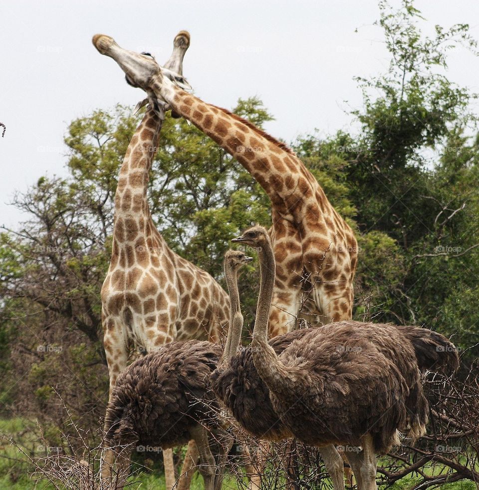 striking a pose. giraffe and ostrich.