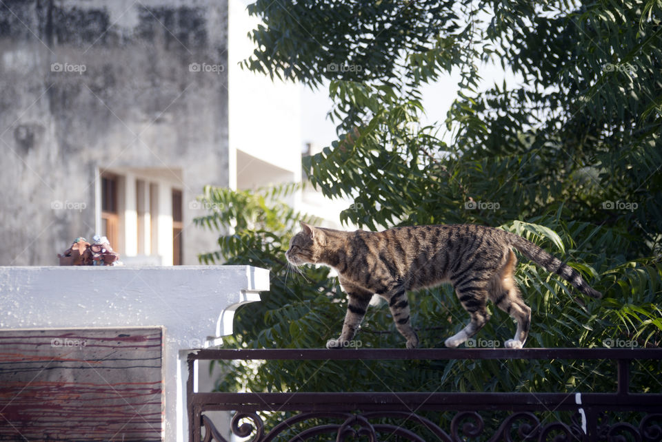 Missy Meow walking on her favourite route to eat food.