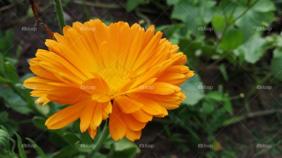 Pot Marigold