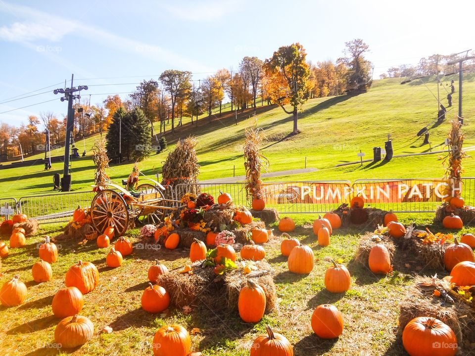 Mountain Pumpkin Patch