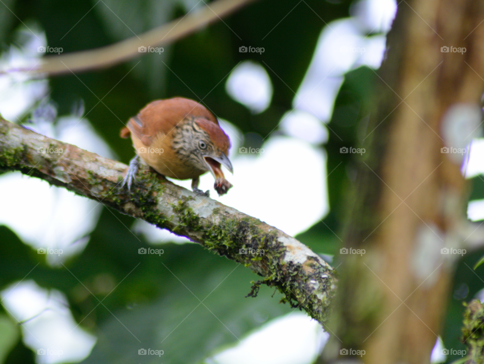 Feed bird