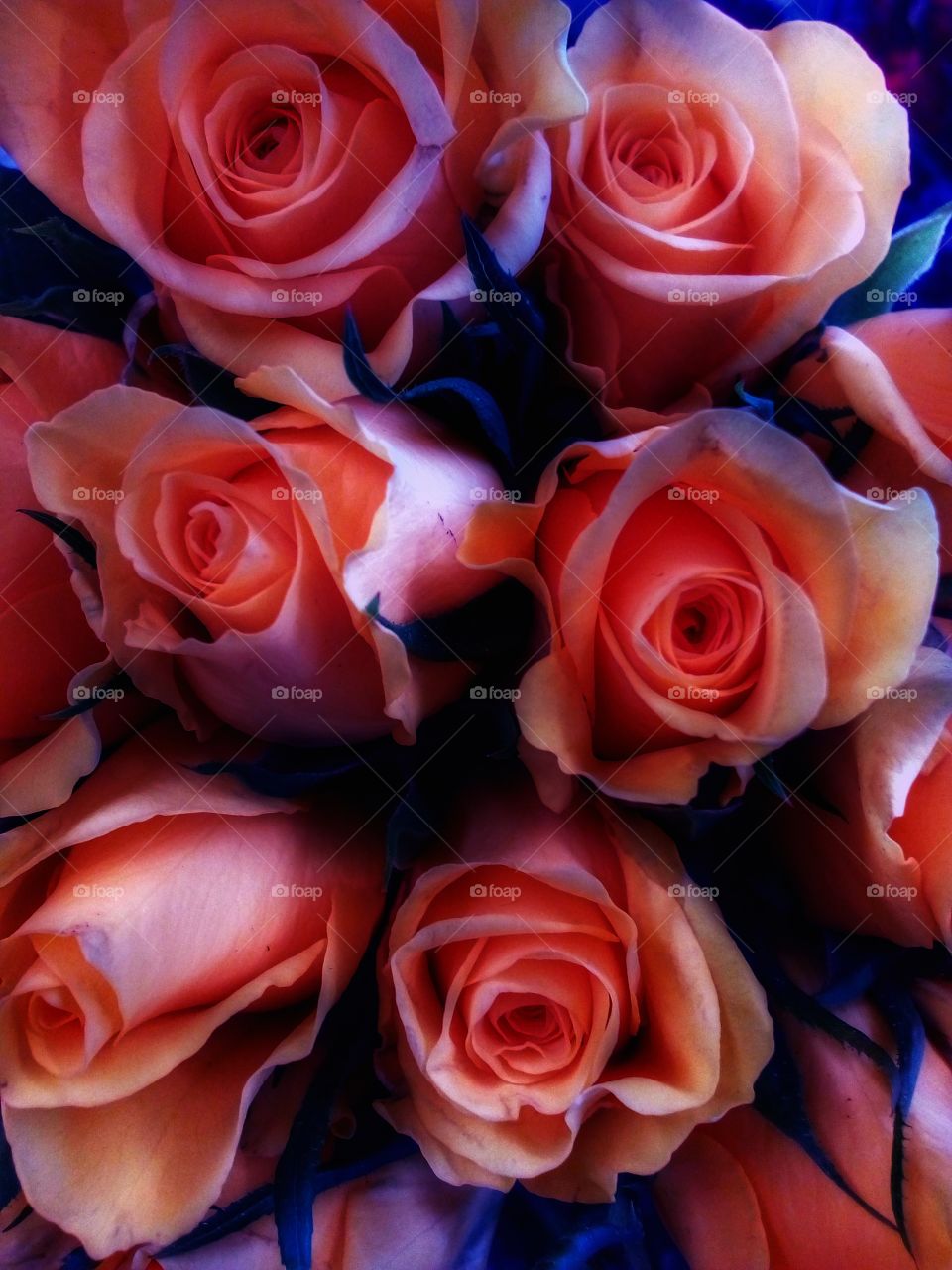 rose flowers background