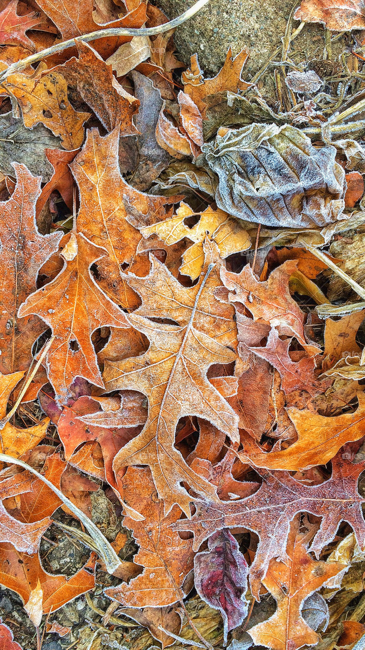 High angle view of frosty leaves