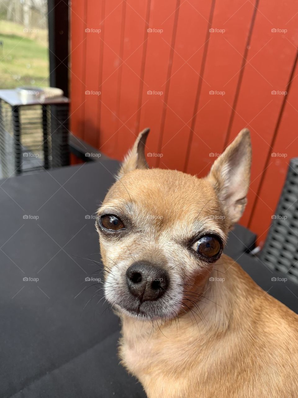 Chihuahua relaxing