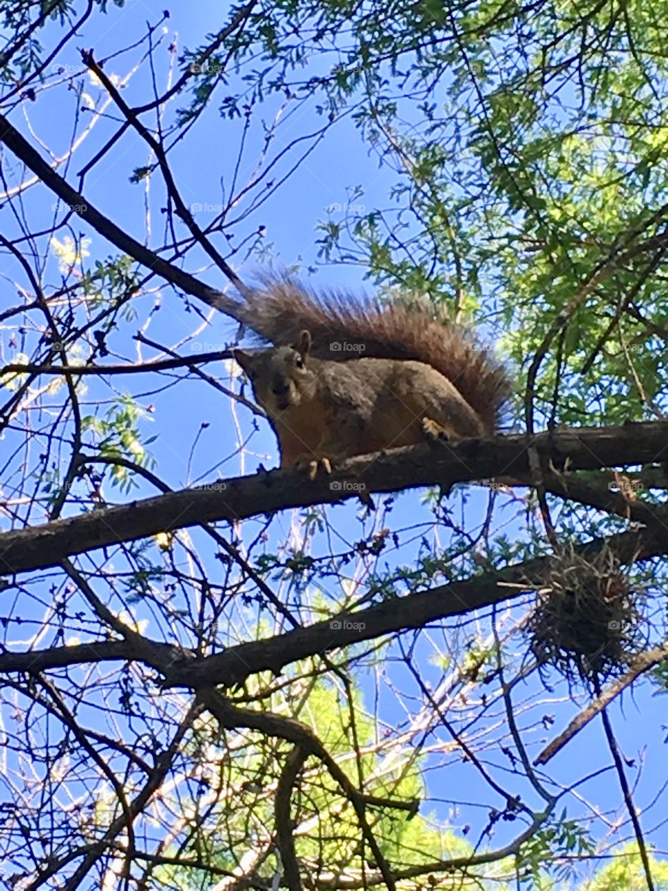 Squirrel on a branch, Brown squirrel, tree branch, blue sky, animals in nature