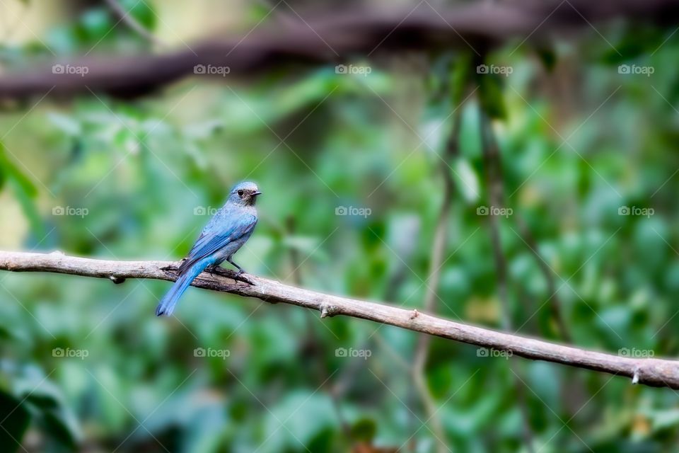 Verditer Flycatcher 