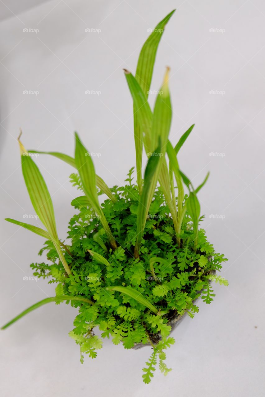 Home decor, arrangement of shoots and ferns