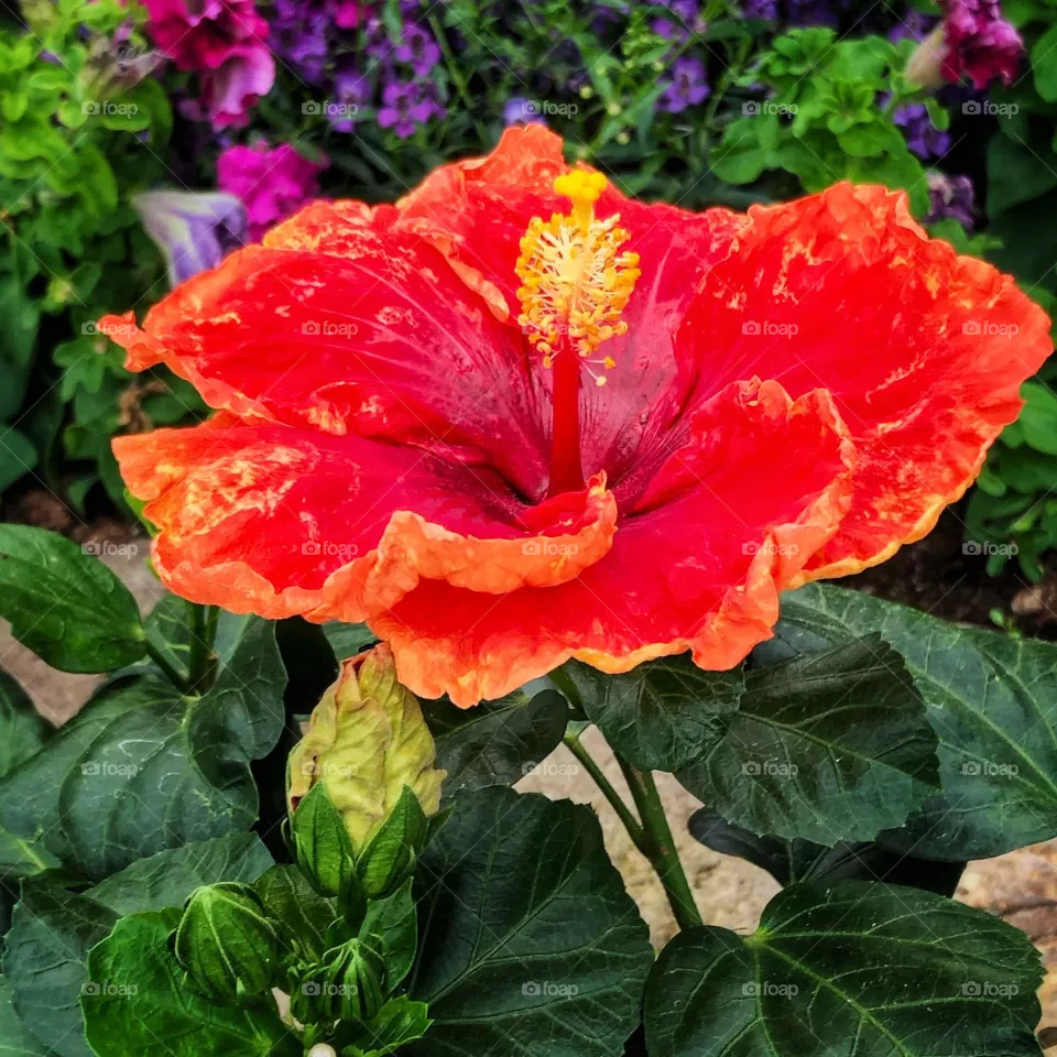 Hibiscus 