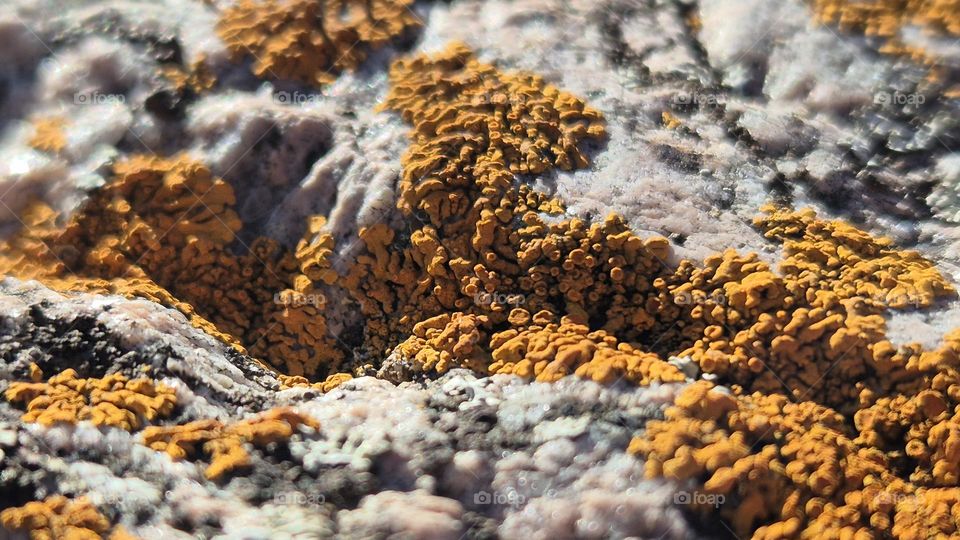 Затейливые узоры моха на камне