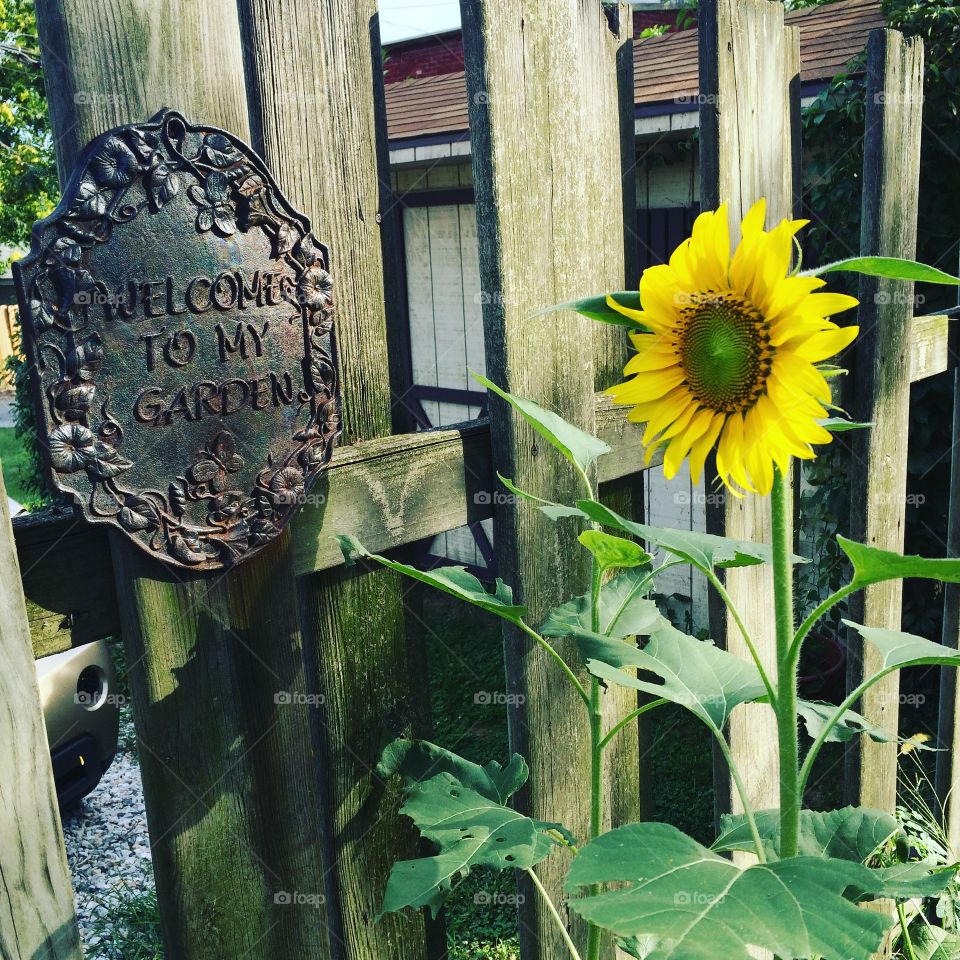 Old metal sign and sunflower against wooden fence
