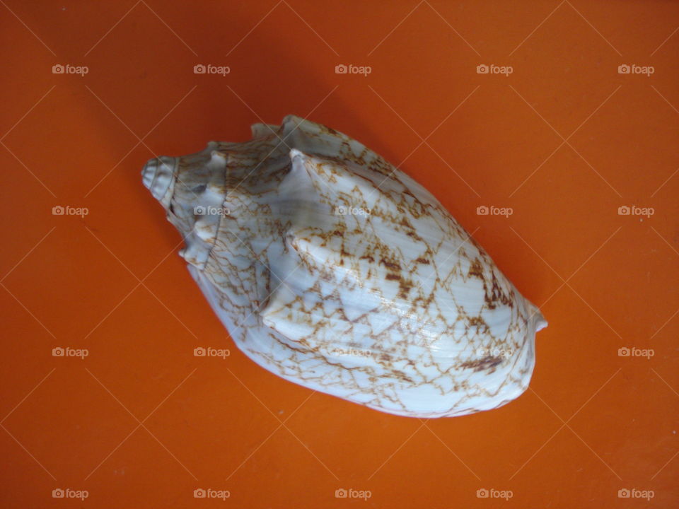 Seashell on the Orange Background