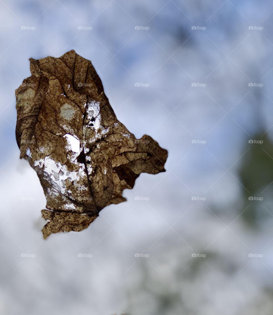 Isolated focus on dry decomposing autumn leaf with unfocused background 
